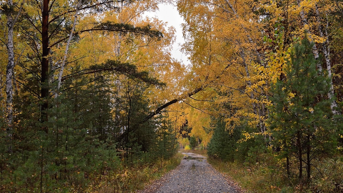 a dirt road in a forest